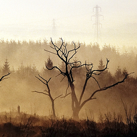 Buy canvas prints of Burnt trees by Leighton Collins