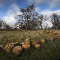 Buy canvas prints of Chopped tree logs by Leighton Collins