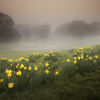 Buy canvas prints of Misty Daffodils by Leighton Collins