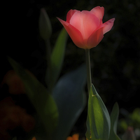 Buy canvas prints of Pink tulip by Leighton Collins