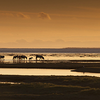 Buy canvas prints of Marsh ponies by Leighton Collins