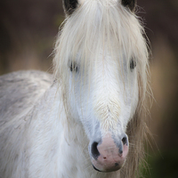 Buy canvas prints of Wild Welsh mountain pony by Leighton Collins