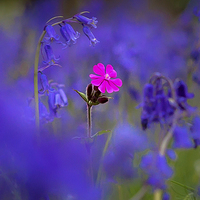Buy canvas prints of Bluebells and pink flower by Leighton Collins