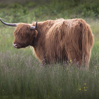Buy canvas prints of Red highland cattle by Leighton Collins