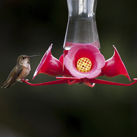 Buy canvas prints of Hummingbird perched by Leighton Collins