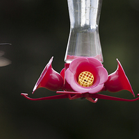 Buy canvas prints of Hummingbird feeding station by Leighton Collins