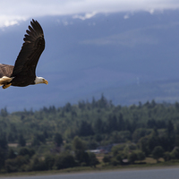 Buy canvas prints of Bald eagle Vancouver island Canada by Leighton Collins