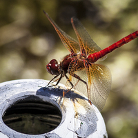 Buy canvas prints of Cardinal Meadowhawk Dragonfly by Leighton Collins
