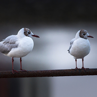 Buy canvas prints of  Juvenile black headed gulls by Leighton Collins