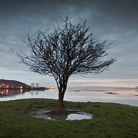 Buy canvas prints of  Penclawdd tree by Leighton Collins