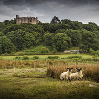 Buy canvas prints of  Sheep at Weobley castle by Leighton Collins