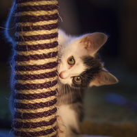 Buy canvas prints of  Kitten at play by Leighton Collins