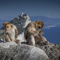 Buy canvas prints of  Gibralta barbary apes by Leighton Collins