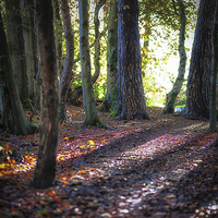 Buy canvas prints of  Autumn in Penllergaer woods by Leighton Collins