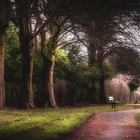 Buy canvas prints of Ravenhill park bench by Leighton Collins