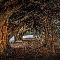 Buy canvas prints of  1000 year old yew tree at Aberglasney gardens by Leighton Collins