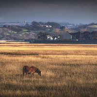 Buy canvas prints of Marsh ponies at Penclawdd village by Leighton Collins
