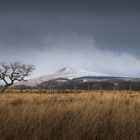 Buy canvas prints of  A tree on the Brecon Beacons by Leighton Collins