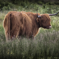 Buy canvas prints of  Highland long haired cattle by Leighton Collins