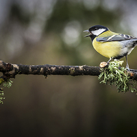 Buy canvas prints of  Great tit by Leighton Collins