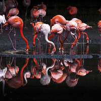 Buy canvas prints of  Flamingos by Leighton Collins
