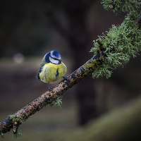Buy canvas prints of Blue tit Cyanistes caeruleus by Leighton Collins