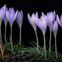 Buy canvas prints of  Crocuses by Leighton Collins