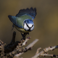 Buy canvas prints of  Blue tit about to fly off by Leighton Collins
