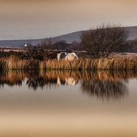 Buy canvas prints of  A horse at Broad Pool by Leighton Collins