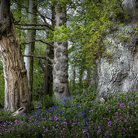 Buy canvas prints of  Gnarled old trees by Leighton Collins