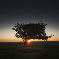 Buy canvas prints of  Windswept tree at Pemclawdd, Gower by Leighton Collins