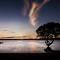 Buy canvas prints of  Kenfig Pool and tree by Leighton Collins