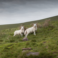 Buy canvas prints of  Welsh lambs in Brecon by Leighton Collins