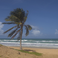 Buy canvas prints of  Karon Beach palm tree by Leighton Collins