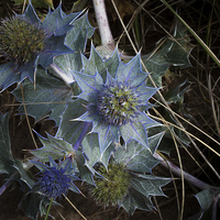 Buy canvas prints of  Eryngo by Leighton Collins