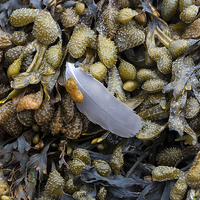 Buy canvas prints of  Bladderwrack and a gull's feather by Leighton Collins