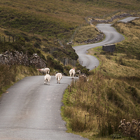 Buy canvas prints of  Welsh mountain road by Leighton Collins