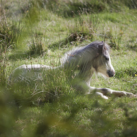 Buy canvas prints of  Wild Gower pony by Leighton Collins