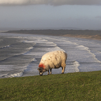 Buy canvas prints of  A sheep at Rhossili by Leighton Collins
