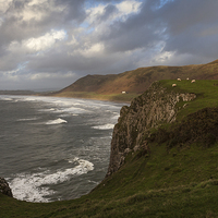 Buy canvas prints of  Sheep at Rhossili bay by Leighton Collins