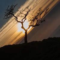 Buy canvas prints of Black Mountain tree by Leighton Collins