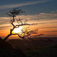 Buy canvas prints of Black Mountain tree by Leighton Collins