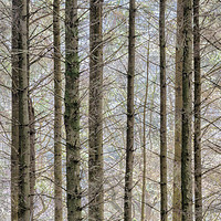Buy canvas prints of Wintry forest by Leighton Collins