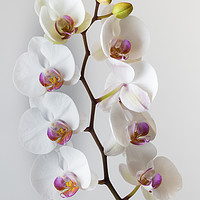 Buy canvas prints of White Orchid by Leighton Collins