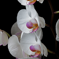 Buy canvas prints of White Orchids by Leighton Collins