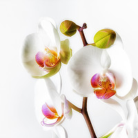 Buy canvas prints of Orchids by Leighton Collins