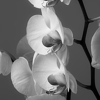 Buy canvas prints of Orchids in Black and white by Leighton Collins