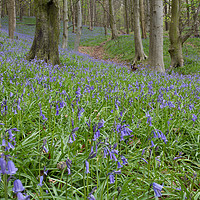 Buy canvas prints of Margam Bluebell woods by Leighton Collins