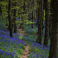 Buy canvas prints of Bluebell trail at Margam woods  by Leighton Collins