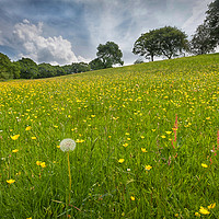 Buy canvas prints of Buttercup field by Leighton Collins